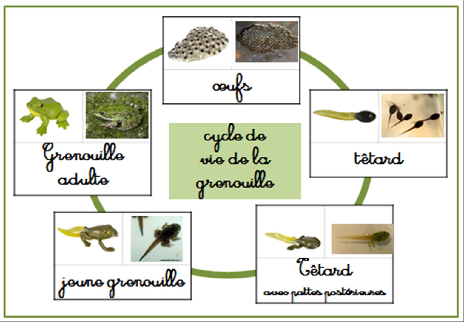 RÃ©sultat de recherche d'images pour "cycle de vie de la grenouille maternelle"